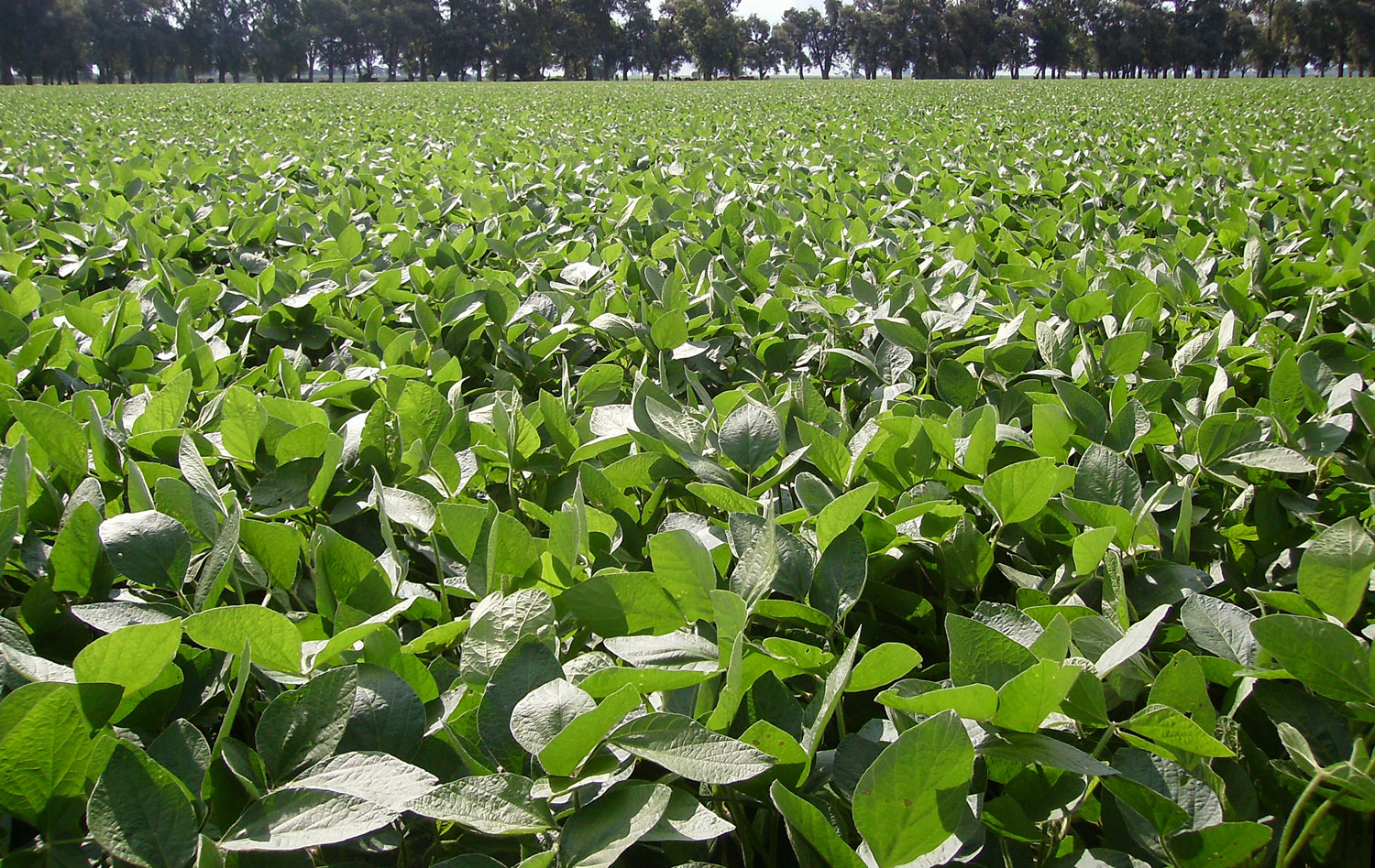 Bioestimulante con polifenoles para soja